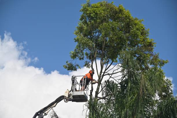 Best Tree Fertilization  in USA